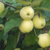 Яблоки, сорт Белый налив