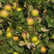 Яблоки, сорт Осеннее полосатое